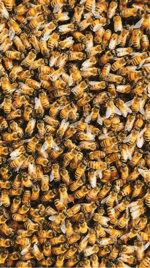 Bee Collective - Wellness from every Delhi rooftop hive