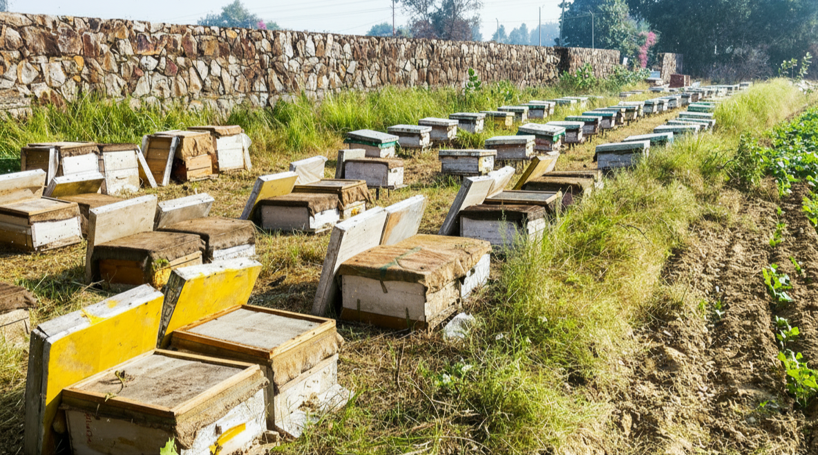 Pure, traceable bee products from local hives