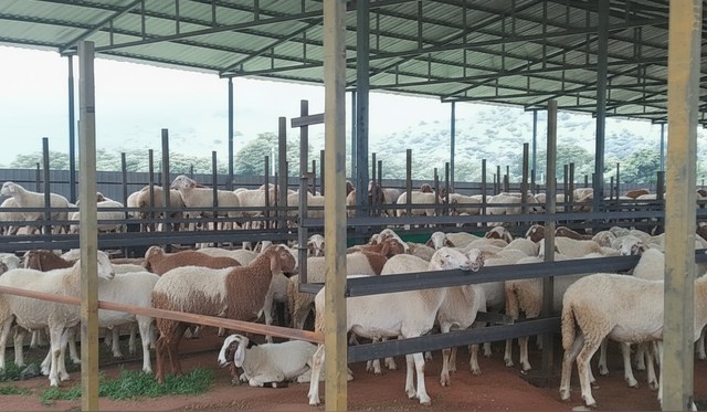 Mountaire Farms - Premium Sheep Livestock