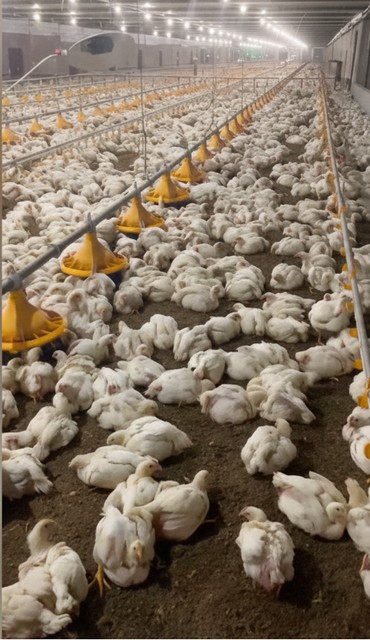 Mountaire Farms - Whole Broiler Chicken